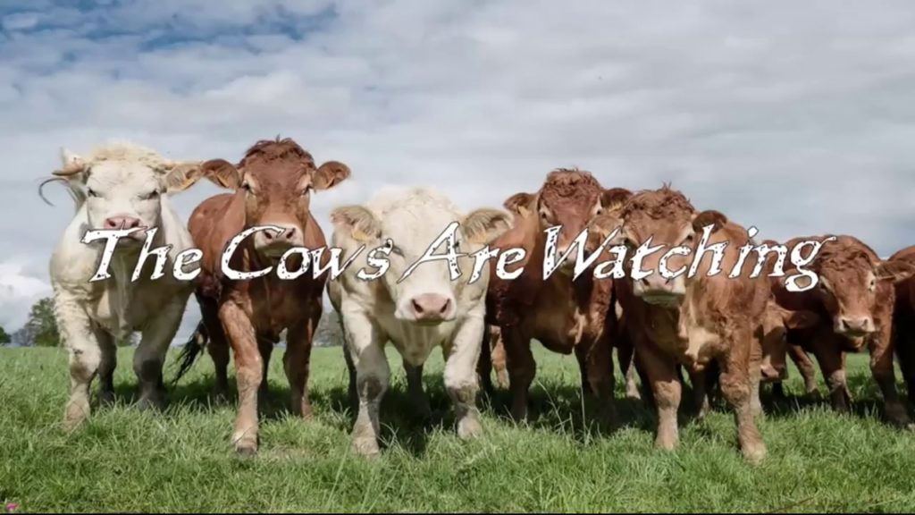 The Cows Are Watching
Credit: https://www.youtube.com/watch?v=PY9ia_Rw_4E